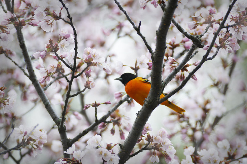 Baltimore Oriole