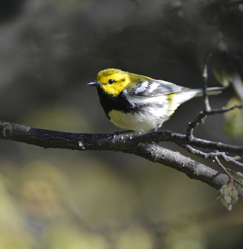 Black throad green Warbler