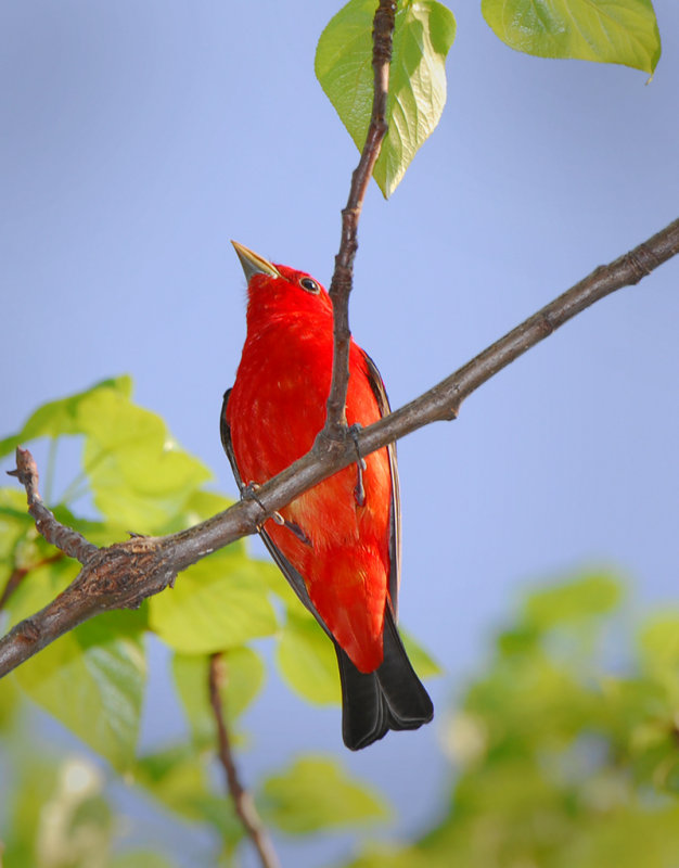 Scarlet Tanager