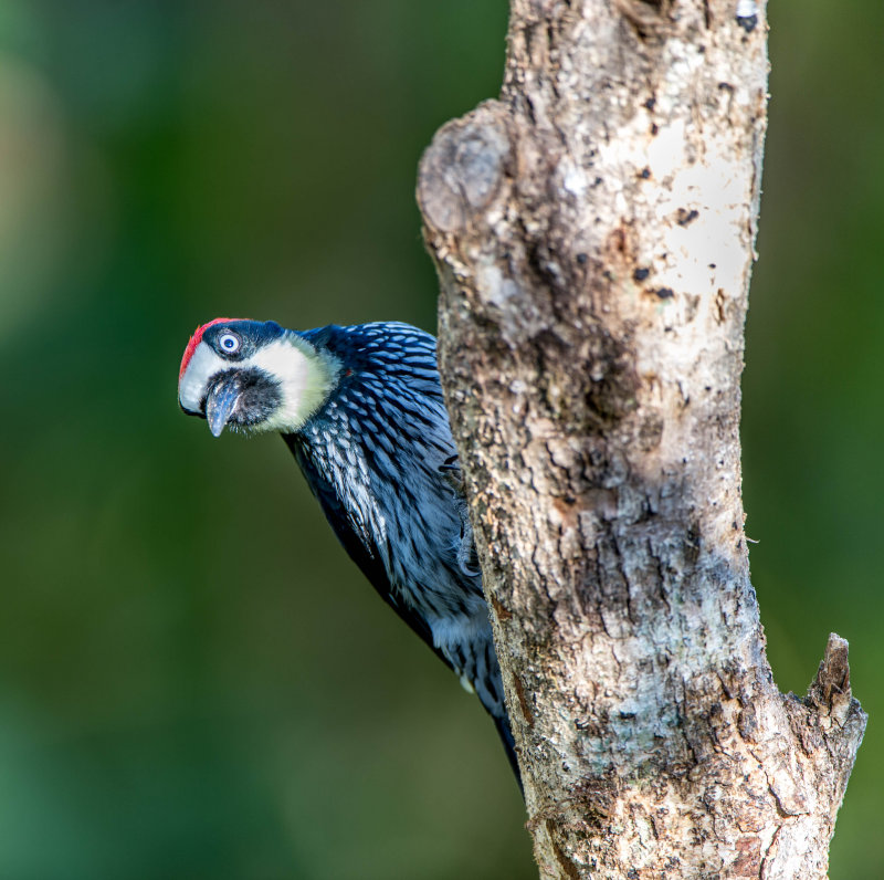Acorn Woodpecker