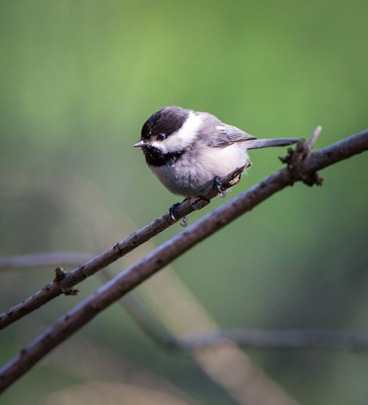 13/5 BLACK CAPPED CHICKDEE