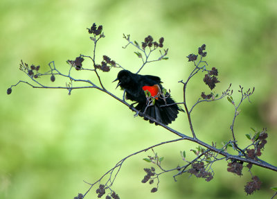 Red winged Black bird