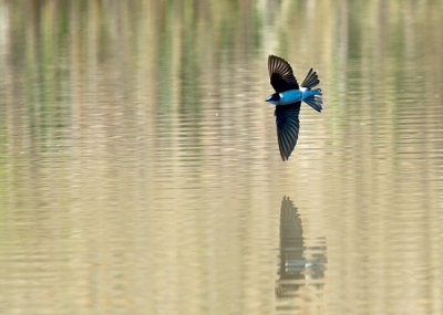 Tree Swallow