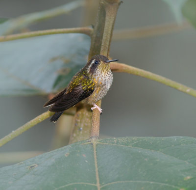 Speckled hummingbird