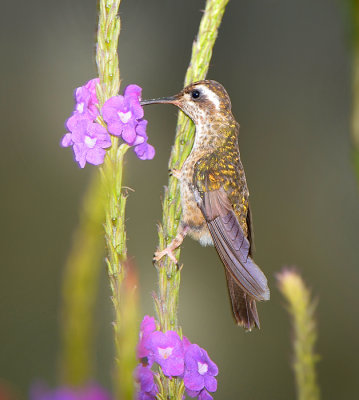 Speckled hummingbird