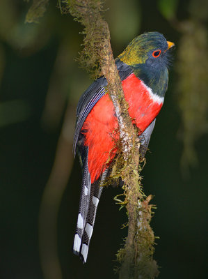 Masked Trogon