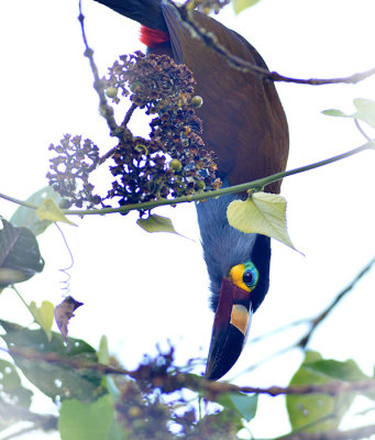 Plate Billed Mountain Toucan