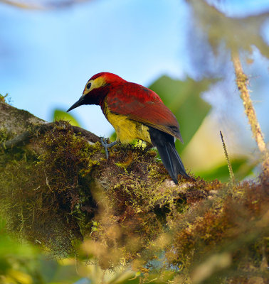 Crimson mantled Woodpecker