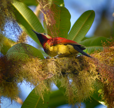 Crimson mantled Woodpecker