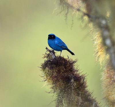 Blue and Black Tanager