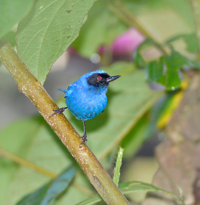 Blue and Black Tanager