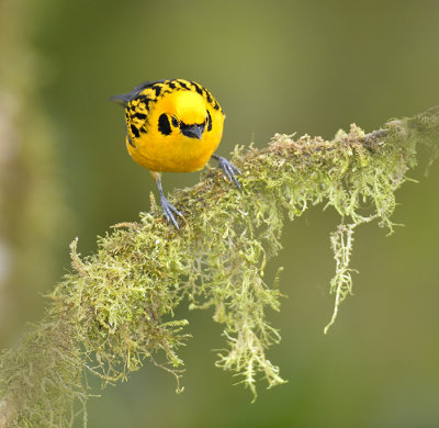 Golden Tanager