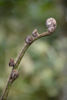 Mindo Loma.Ecuador