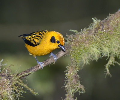 Golden Tanager