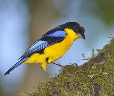 Blue winged Mountain Tanager