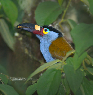 Plate Billed Mountain Toucan