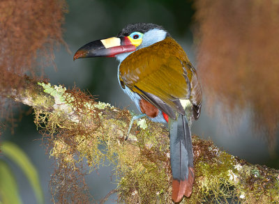 Plate Billed Mountain Toucan