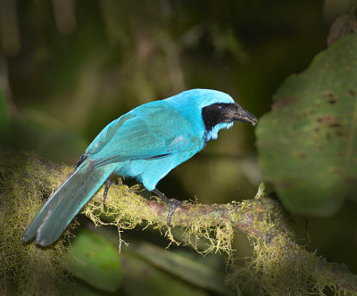 Black Collared Jay