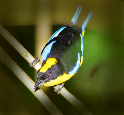 Blue winged Mountain Tanager