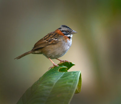 Rufous-collared Sparrow