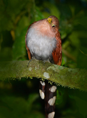 Squirrel Cuckoo