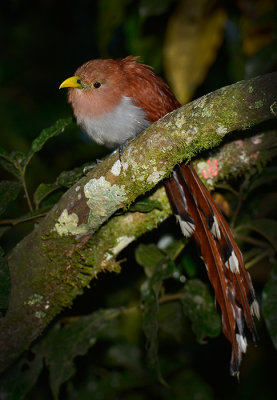 Squirrel Cuckoo