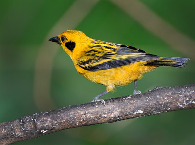MINDO - ECUADOR BIRDS 2013