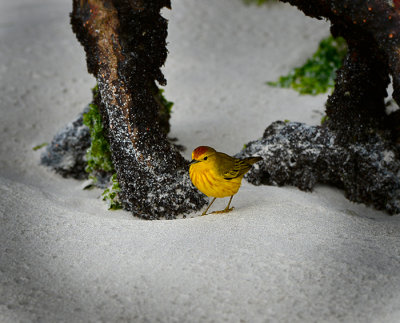 Yellow wabler.Tortuga Bay