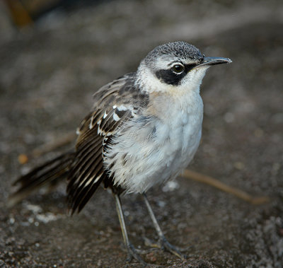 hooked Mockingbird.Tortuga Bay