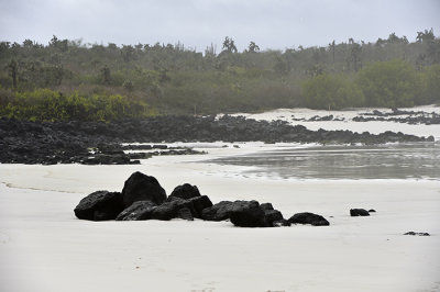 Tortuga Bay.Santa Cruz