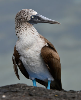 Blue Footed Booby.Tortuga Bay