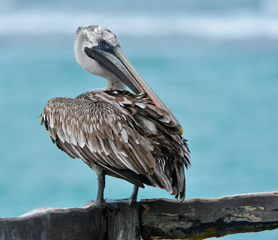 Pelican.Puerto Villamil