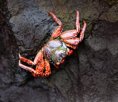 Red Crab. Puerto Villamil