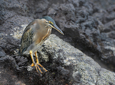 Blue Heron.Puerto Villamil