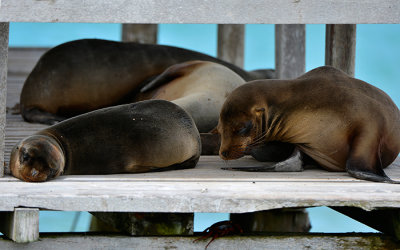 Cocha de Perla.Isabela island