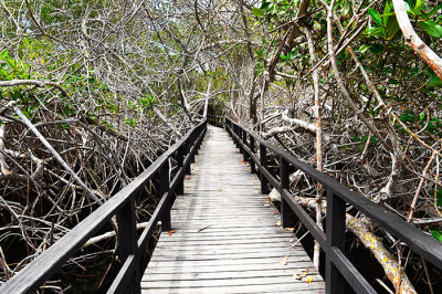 Cocha de Perla.Isabela island