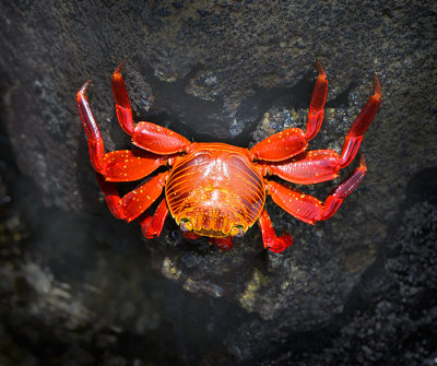 Red Crab. Cocha de Perla