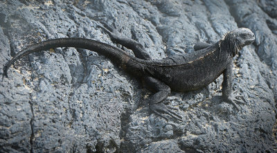 Iguana.Puerto Villavil