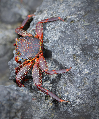 Red Crab. Cocha de Perla