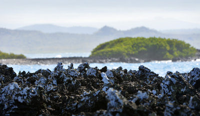 Las Tintoreras.Islabela island