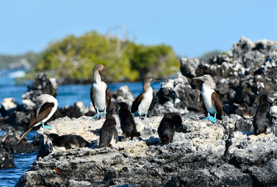 Blue footed booby & penguin.Las Tintoreras