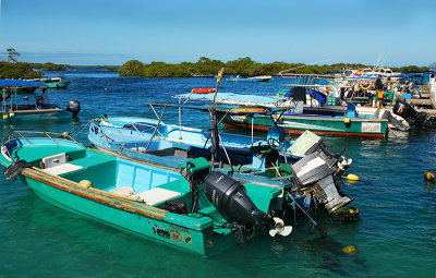 Las Tintoreras.Islabela island