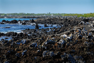 Las Tintoreras.Islabela island