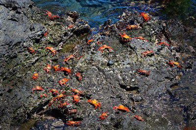 Red Crab. Isla Bartolome