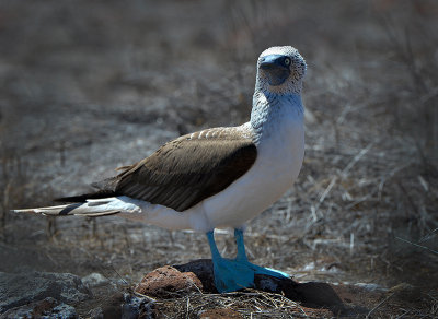 Blue Footed Booby.North Seymour island
