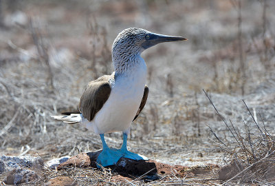 Blue footed Booby.North Seymour