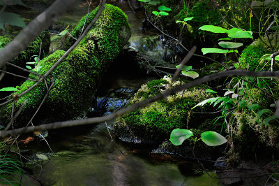 Parc Mauricie Aug. 2013