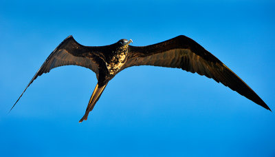 frigate bird in flight.North Seymour