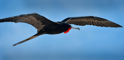 frigate bird in flight.North Seymour