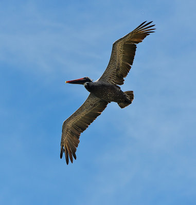 pelican in flight.North Seymour island
